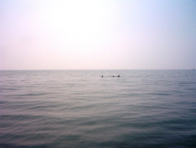 fish6
